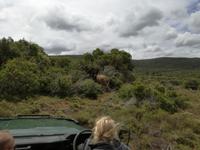 Kariega Nationalpark &ndash; &copy; Philip Seidel (Eberhardt TRAVEL)