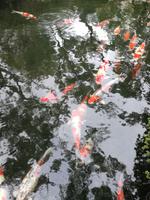 Japan Teezeremonie &ndash; &copy; Philip Seidel (Eberhardt TRAVEL)