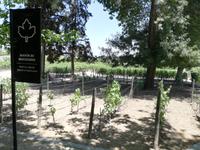 Weingut Concha y Toro &ndash; &copy; Philip Seidel (Eberhardt TRAVEL)