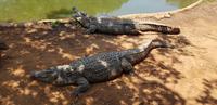 Krokodilfarm in Sun City  &ndash; &copy; Jacob Spangenberg (Eberhardt TRAVEL)