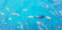 Schnorchel-Ausflug ins Great Barrier Reef - Michaelmas cay &ndash; &copy; Jacob Spangenberg (Eberhardt TRAVEL)