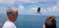 Schnorchel-Ausflug ins Great Barrier Reef - Michaelmas cay &ndash; &copy; Jacob Spangenberg (Eberhardt TRAVEL)