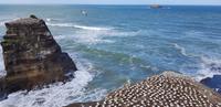 Westküste - Spaziergang am Muriwai Beach &ndash; &copy; Jacob Spangenberg (Eberhardt TRAVEL)