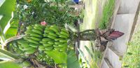 Inselrundfahrt auf Tahiti &ndash; &copy; Jacob Spangenberg (Eberhardt TRAVEL)