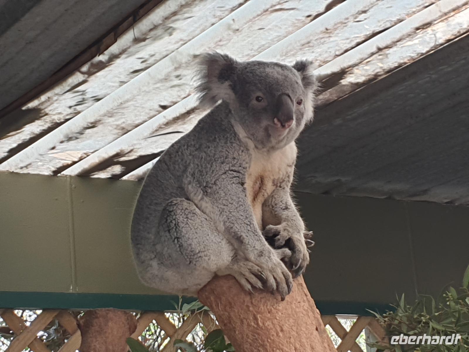 Besuch im Featherdale Wildlife Park &ndash; &copy; Benjamin Rodriguez Manzanares (Eberhardt TRAVEL)