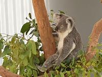 Kuranda bei Cairns &ndash; &copy; Benjamin Rodriguez Manzanares (Eberhardt TRAVEL)