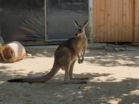Kuranda bei Cairns &ndash; &copy; Benjamin Rodriguez Manzanares (Eberhardt TRAVEL)