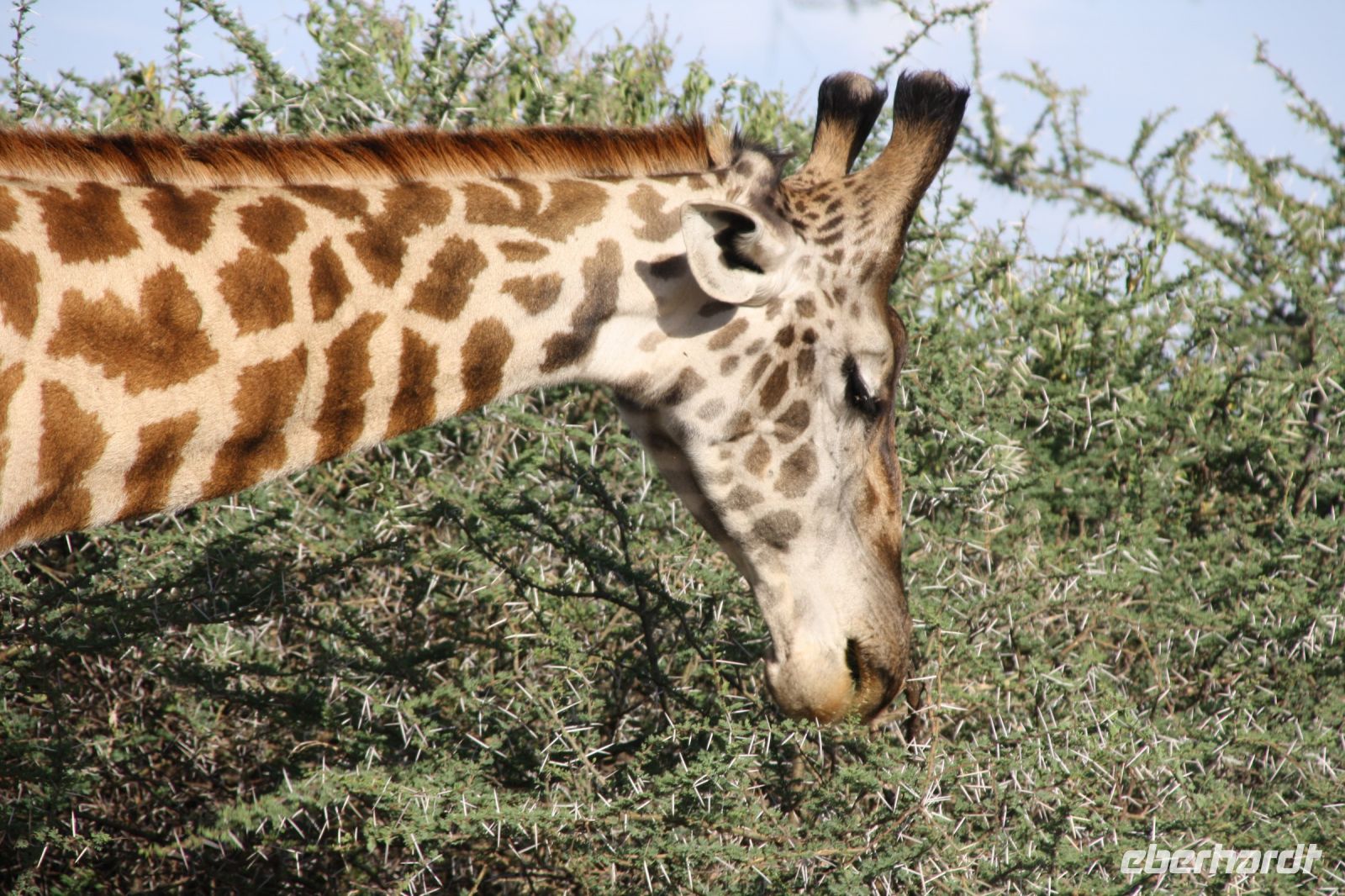 IMG 3123 &ndash; &copy; Philip Seidel (Eberhardt TRAVEL)