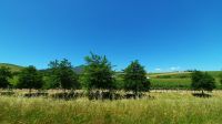 Rundreise Südafrika - Fahrt in die Weinregion um Kapstadt und Stellenbosch &ndash; &copy; Franziska Bergmann (Eberhardt TRAVEL)