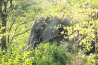 Rundreise Südafrika - der erste Elefant im Krüger-Nationalpark &ndash; &copy; Franziska Bergmann (Eberhardt TRAVEL)