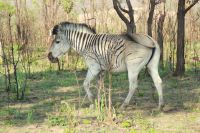 Rundreise Südafrika - Zebra im Krüger-Nationalpark &ndash; &copy; Franziska Bergmann (Eberhardt TRAVEL)