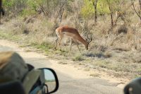 Rundreise Südafrika - Impala im Krüger-Nationalpark &ndash; &copy; Franziska Bergmann (Eberhardt TRAVEL)
