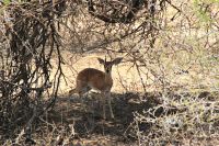 Rundreise Südafrika - Dik Dik / Zwergantilope im Krüger-Nationalpark &ndash; &copy; Franziska Bergmann (Eberhardt TRAVEL)
