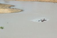 IMGRundreise Südafrika - Flusspferde im Krüger-Nationalpark &ndash; &copy; Franziska Bergmann (Eberhardt TRAVEL)