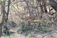 Rundreise Südafrika - Dik Dik im Krüger-Nationalpark &ndash; &copy; Franziska Bergmann (Eberhardt TRAVEL)