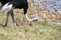 Rundreise Südafrika - Straußenfamilie am Kap der Guten Hoffnung &ndash; &copy; Franziska Bergmann (Eberhardt TRAVEL)