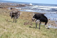 Rundreise Südafrika - Straußenfamilie am Kap der Guten Hoffnung &ndash; &copy; Franziska Bergmann (Eberhardt TRAVEL)
