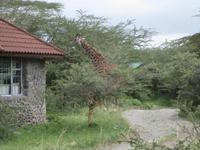 Giraffe und Haus im ANP &ndash; &copy; Günter Kieb (Eberhardt TRAVEL)