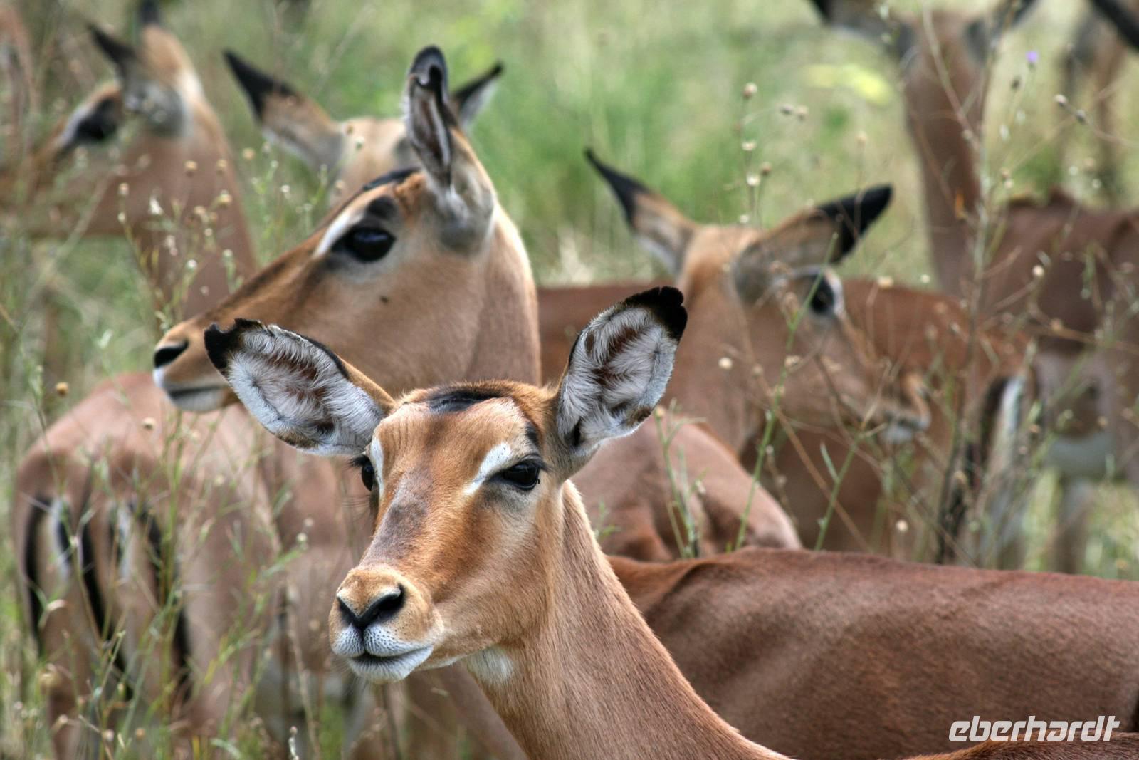 Krüger-Nationalpark - Impalas &ndash; &copy; Annett Müller (Eberhardt TRAVEL)
