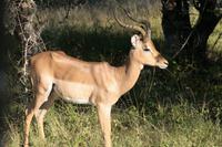Krüger-Nationalpark - Impalabock &ndash; &copy; Annett Müller (Eberhardt TRAVEL)