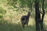 Krüger-Nationalpark - Wasserbock &ndash; &copy; Annett Müller (Eberhardt TRAVEL)