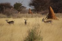 8 Springböcke &ndash; &copy; Susanne Schirmann (Eberhardt TRAVEL)