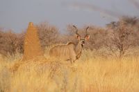 10 Kudu &ndash; &copy; Susanne Schirmann (Eberhardt TRAVEL)