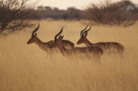 13 Impalas &ndash; &copy; Susanne Schirmann (Eberhardt TRAVEL)