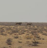 33 Löwen &ndash; &copy; Susanne Schirmann (Eberhardt TRAVEL)