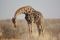 51 Giraffe &ndash; &copy; Susanne Schirmann (Eberhardt TRAVEL)