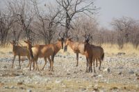 52 Kuhantilopen &ndash; &copy; Susanne Schirmann (Eberhardt TRAVEL)
