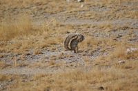 62 Erdhörnchen &ndash; &copy; Susanne Schirmann (Eberhardt TRAVEL)