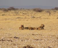 66 Löwinnen  &ndash; &copy; Susanne Schirmann (Eberhardt TRAVEL)