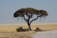 73 Akazie &ndash; &copy; Susanne Schirmann (Eberhardt TRAVEL)