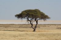 74 Akazie &ndash; &copy; Susanne Schirmann (Eberhardt TRAVEL)