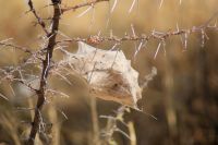 85 Spinne &ndash; &copy; Susanne Schirmann (Eberhardt TRAVEL)