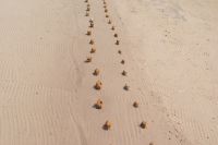 102 Elefantenparade &ndash; &copy; Susanne Schirmann (Eberhardt TRAVEL)