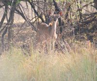 114 Kudu &ndash; &copy; Susanne Schirmann (Eberhardt TRAVEL)