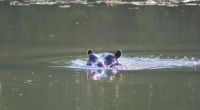 116 Hippo &ndash; &copy; Susanne Schirmann (Eberhardt TRAVEL)