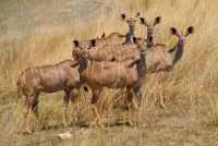 145 Kudus im Bwabwata NP &ndash; &copy; Susanne Schirmann (Eberhardt TRAVEL)