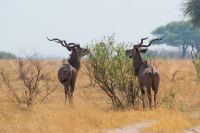 166 Bwabwata NP &ndash; &copy; Susanne Schirmann (Eberhardt TRAVEL)