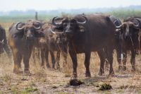 170 Bwabwata NP &ndash; &copy; Susanne Schirmann (Eberhardt TRAVEL)