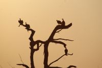 175 Geier &ndash; &copy; Susanne Schirmann (Eberhardt TRAVEL)