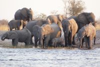 181 Elefantenherde am Kwando &ndash; &copy; Susanne Schirmann (Eberhardt TRAVEL)