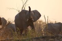 182 Elefantenherde am Kwando &ndash; &copy; Susanne Schirmann (Eberhardt TRAVEL)