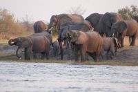 184 Elefantenherde am Kwando &ndash; &copy; Susanne Schirmann (Eberhardt TRAVEL)