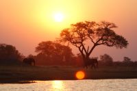 185 Elefantenherde am Kwando &ndash; &copy; Susanne Schirmann (Eberhardt TRAVEL)