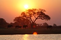 186 Elefantenherde am Kwando &ndash; &copy; Susanne Schirmann (Eberhardt TRAVEL)