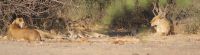 226 Löwen im Chobe Nationalpark &ndash; &copy; Susanne Schirmann (Eberhardt TRAVEL)