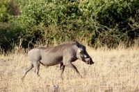230 Pumba  im Chobe Nationalpark &ndash; &copy; Susanne Schirmann (Eberhardt TRAVEL)